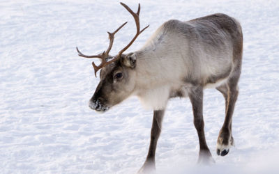 Tchibo Skiartikel im Härtetest in Lappland!