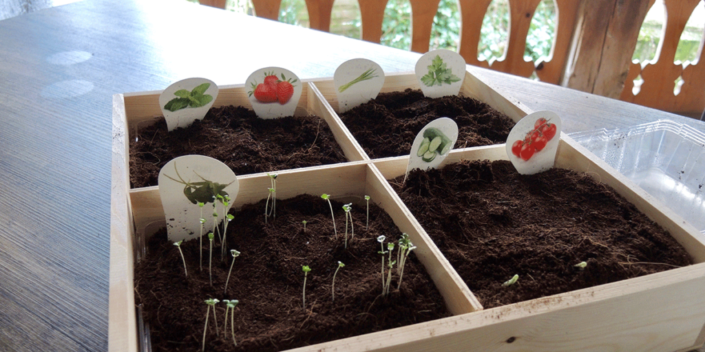 Mit Erde gefülltes Pflanzset aus Holz und darin Gemüsesprossen wie Tomaten, die heranwachsen.